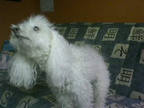 Dværgpuddel Buffi billede 4