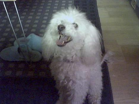 Dværgpuddel Buffi billede 5