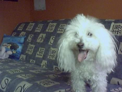 Dværgpuddel Buffi billede 6