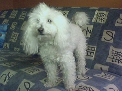 Dværgpuddel Buffi billede 7