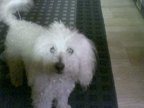 Dværgpuddel Buffi billede 9