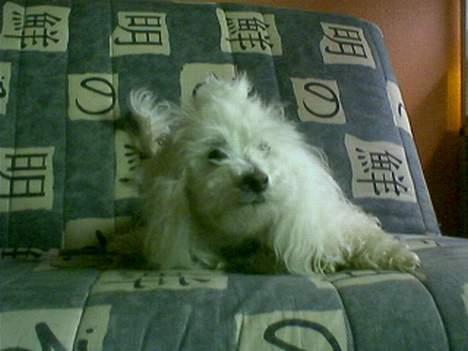 Dværgpuddel Buffi billede 10