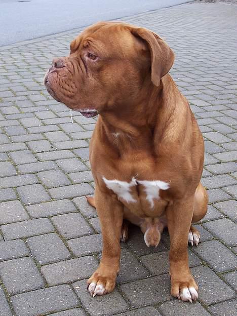 Dogue de bordeaux Valour R.I.P.  billede 5
