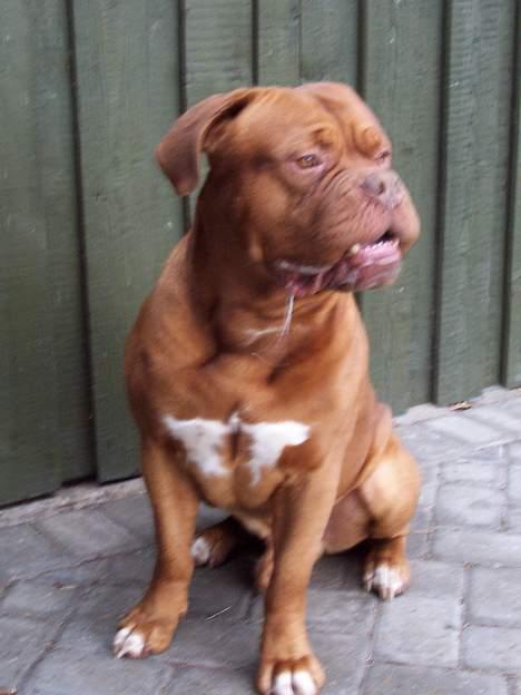 Dogue de bordeaux Valour R.I.P.  billede 3