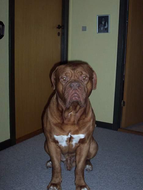 Dogue de bordeaux Valour R.I.P.  - straffefange nr 1... billede 10