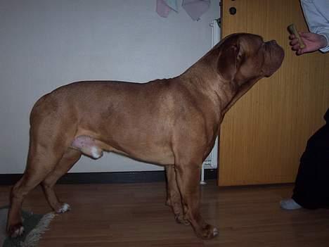 Dogue de bordeaux Valour R.I.P.  - Er det mam? billede 4
