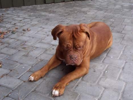 Dogue de bordeaux Valour R.I.P.  billede 6