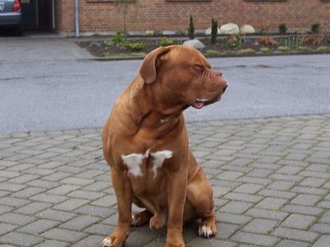 Dogue de bordeaux Valour R.I.P.  - ikke flere billeder nu!! billede 8