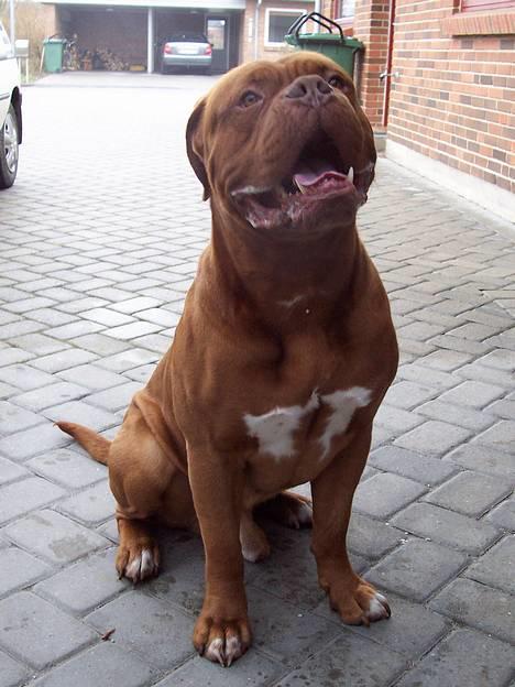 Dogue de bordeaux Valour R.I.P.  billede 9