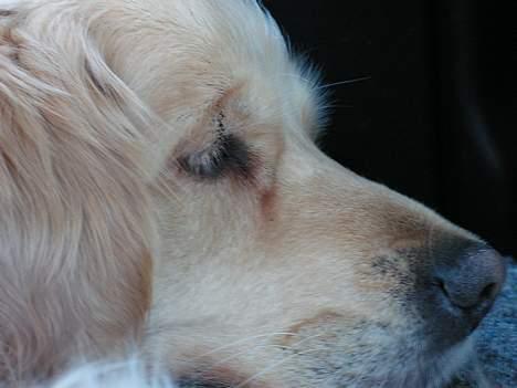 Golden retriever Loppe - Her ligger min hund og sover hyggeligt og dejligt billede 1