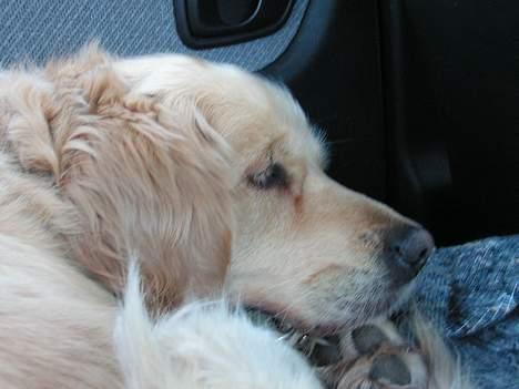 Golden retriever Loppe - Hun er vild med at sove...... :o)) billede 2