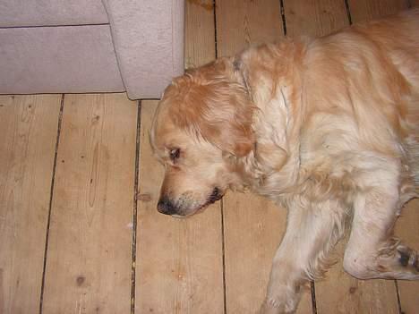 Golden retriever Loppe - Jamen som hun kan blive ved billede 3