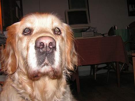 Golden retriever Loppe - Hun kan også gø billede 4