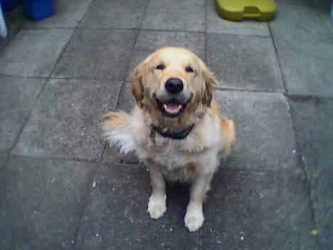 Golden retriever Loppe - Og hun kan også sitte - og det sker endda på kommando billede 5