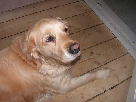 Golden retriever Loppe - Her er hun igen i sin yndlingsposition - afslappet... billede 6