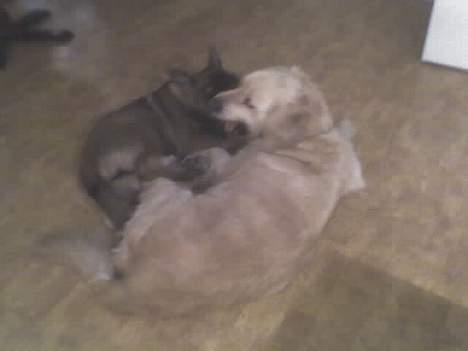 Golden retriever Loppe - Her bliver hun overfaldet af sin ven, hundehvalpen Bella. Bella er en schæferhvalp billede 7