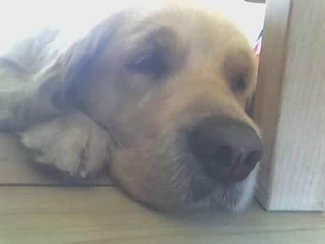 Golden retriever Loppe - Her forsøger hun vist at snige sig hen til sin madskål, for at se om der er mere mad der i. billede 8