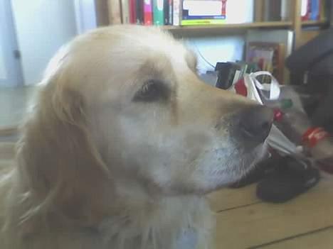 Golden retriever Loppe - Hun kan også være meget på vagt..... billede 9