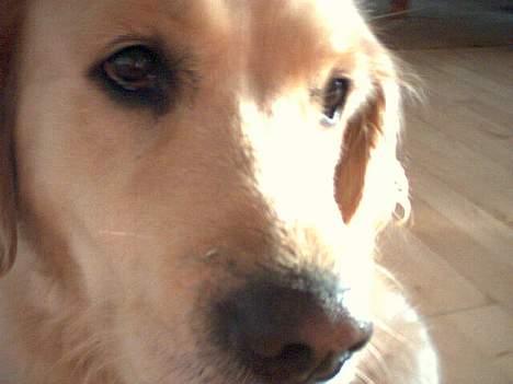 Golden retriever Loppe - Det er vist det, der kan kaldes et billede taget tæt på billede 10