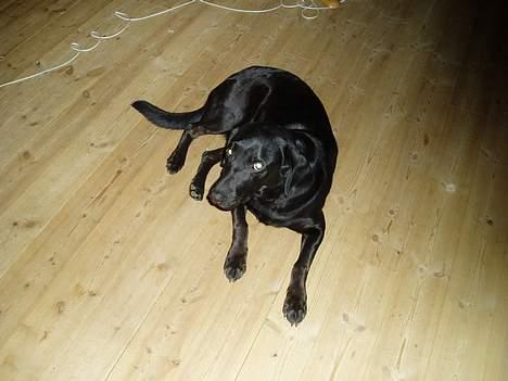 Blanding af racer Dennis - Her ligger Dennis lige og smiler til kameraret.. hehe billede 1