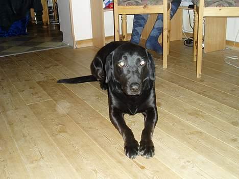 Blanding af racer Dennis - Jeg ligger lige og kigger lidt...? billede 2