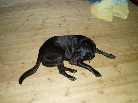 Blanding af racer Dennis - åhh, mit ben det klør...? billede 3