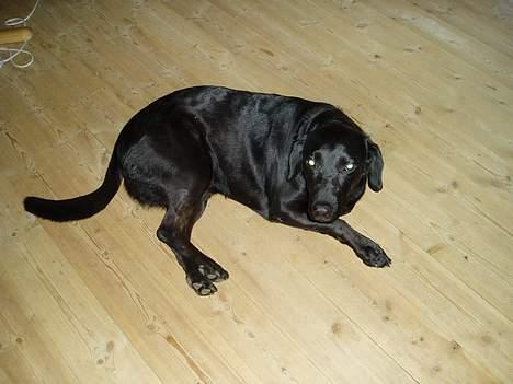 Blanding af racer Dennis - skal jeg blive liggende eller skal jeg komme...? billede 4