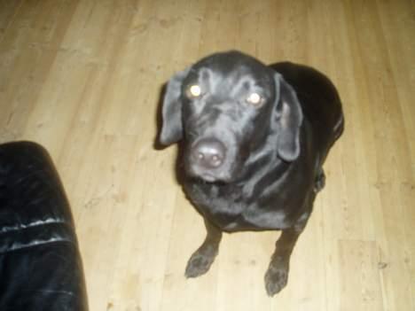 Blanding af racer Dennis - Har du noget til mig, eller hvad...? billede 5