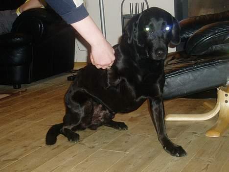 Blanding af racer Dennis - Jeg er god til at give pote... hehe! billede 6