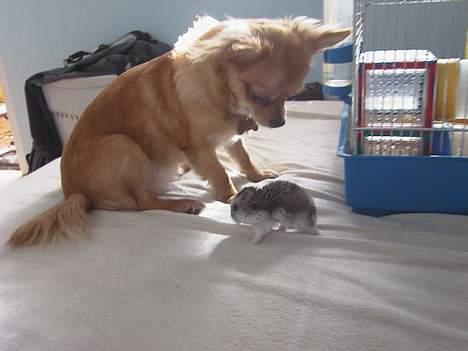Chihuahua Beauty  - Her spiller Beauty med sin hamster-ven Mickey :) billede 3