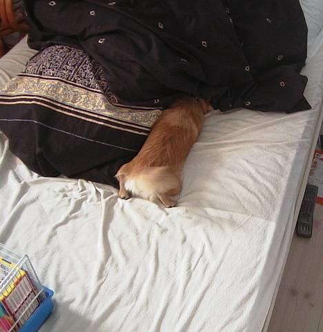 Chihuahua Beauty  - "Hvor blev Mickey af ?" sagde Beauty, mens hun leder panikslagen efter Mickey under dynen. billede 4