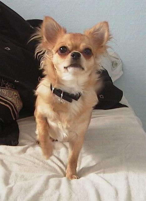 Chihuahua Beauty  - "Hvad er det jeg lugter ?" -> -> -> GODBID !!! billede 5