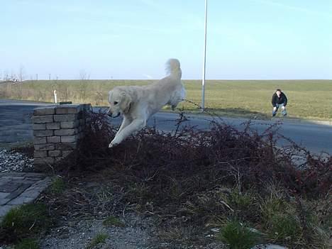Golden retriever Buller  - Springer lige så let og elegant over billede 4