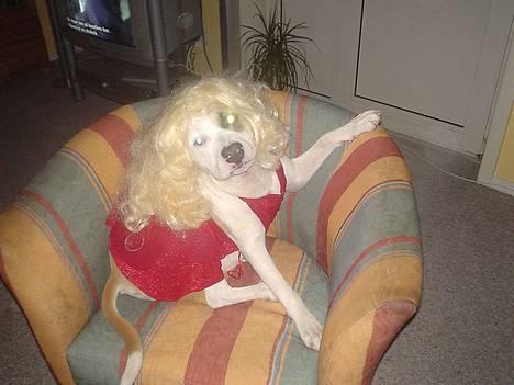 Amerikansk staffordshire terrier Frieda - leger lige fin dame!!!! billede 7