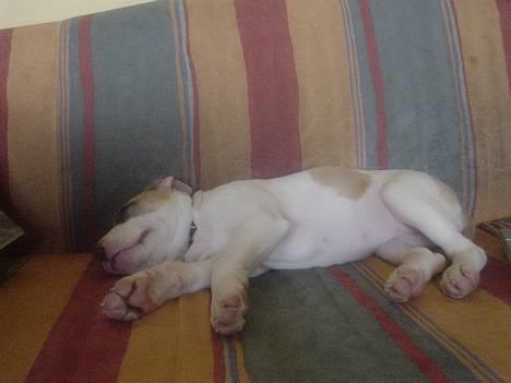 Amerikansk staffordshire terrier Frieda - har fundet ud af hva en sofa skal bruges til billede 8