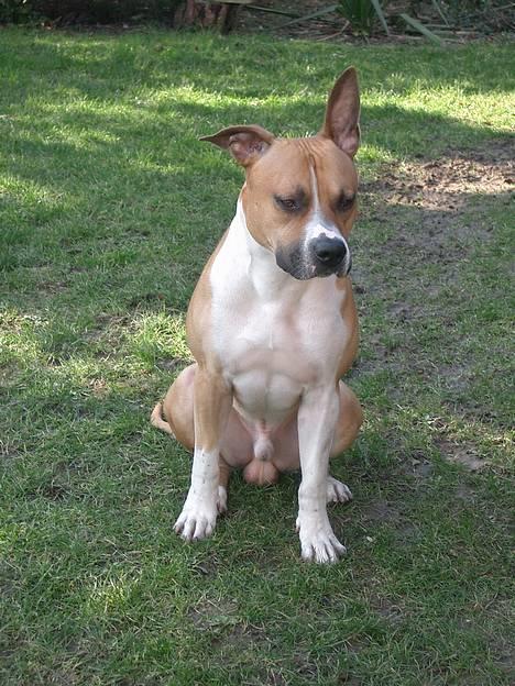 Blanding af racer Deca - I haven 2 Marts billede 2