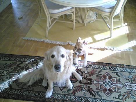 Blanding af racer Deca - Sandy og jeg billede 3