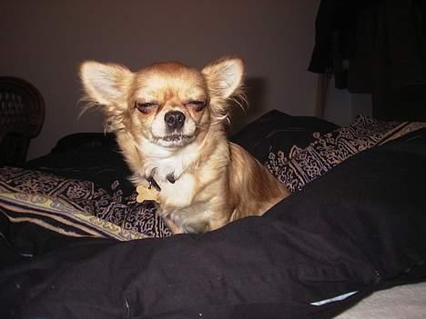 Chihuahua Beauty  - "Godnat og sov godt"..... zZzZzZz billede 7