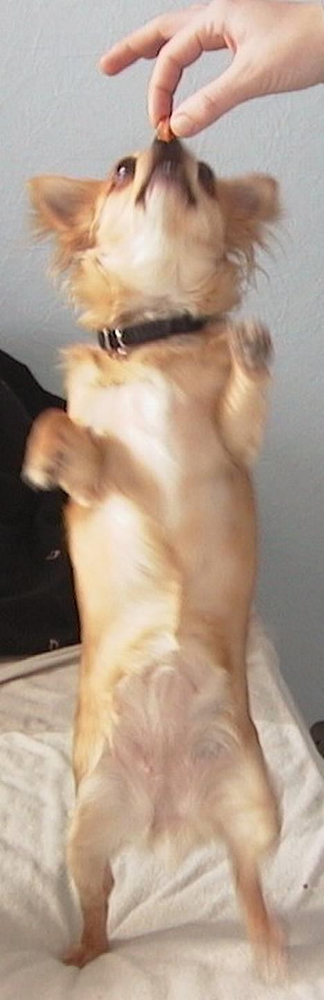 Chihuahua Beauty  - En godbid må hun få for sin fortjeneste (hun fandt sin hamster-ven Mickey) billede 6