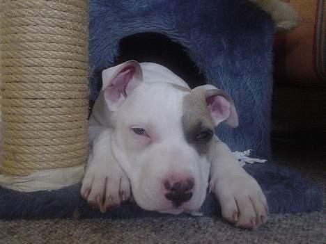 Amerikansk staffordshire terrier Frieda - her har jeg indtaget katte huset billede 9