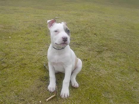 Amerikansk staffordshire terrier Frieda - 9 uger gammel billede 10