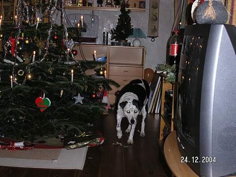 Blanding af racer Pletti (død) - danser om jule træet! billede 9