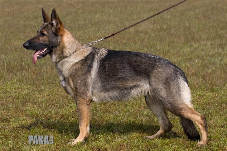 Schæferhund Amagers Chiba - 13/4-2008 Kåringsbilledet :))) billede 1