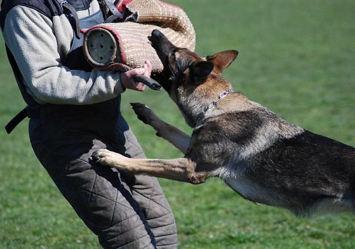 Schæferhund Amagers Chiba - se mig lige billede 3