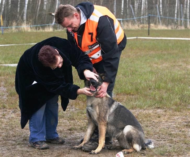 Schæferhund Amagers Chiba - Arhhh-- så kig da på de tænder........ billede 5