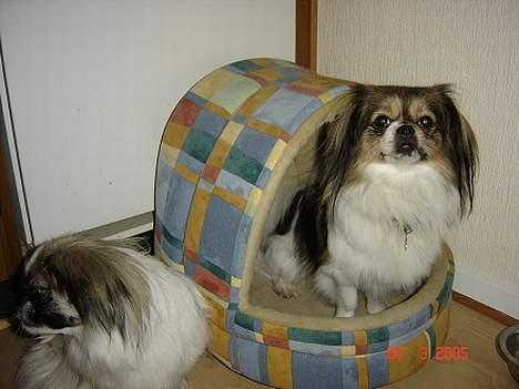 Blanding af racer Gizmo - Her sidder kan rigtig som en konge på sin trone. Så kan kæresten bare sidde ved siden af selv om det er hendes. hehe billede 7