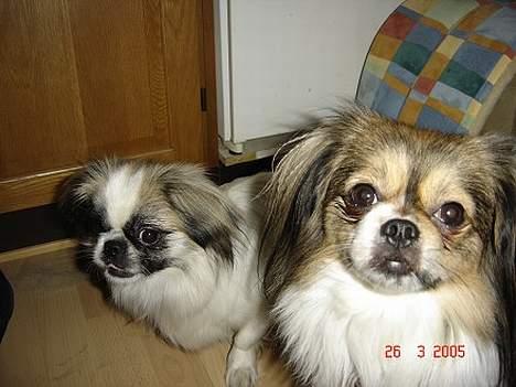 Blanding af racer Gizmo - Her er kæreste paret så.. Chilli og Gizmo billede 6