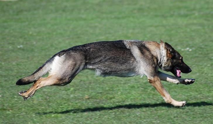 Schæferhund Amagers Chiba - Nu kommer jeg........ billede 9