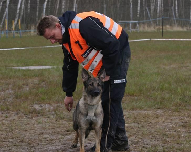 Schæferhund Amagers Chiba - Til avlskåring April 2008 billede 8