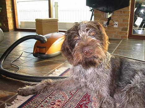 Ruhåret hønsehund Stubbesø Hegtor - Hva. billede 1